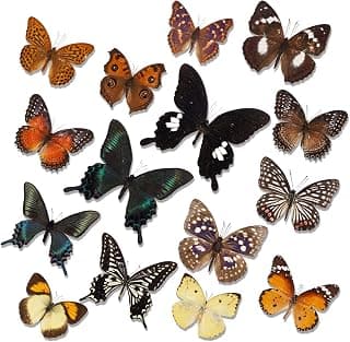 15 Pcs Real Taxidermy Butterfly - Butterfly Specimen Artwork Material Decor,Taxidermy Anim